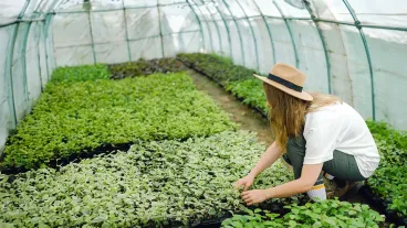 Person crouching down in a tent greenhouse tending to greens and herbs