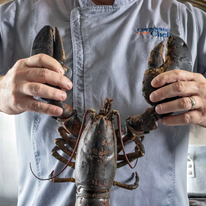 A chef in a light blue uniform is holding a large, dark-colored lobster with both hands in a kitchen setting.