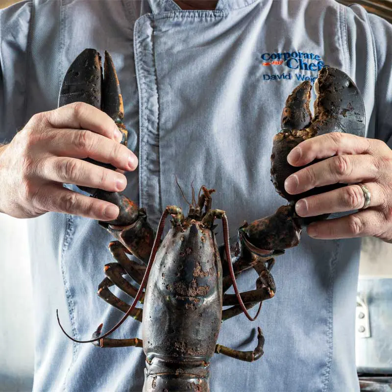 Hands holding lobster