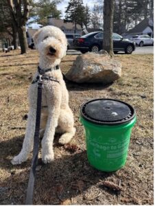 Dog sitting next to compost bucket